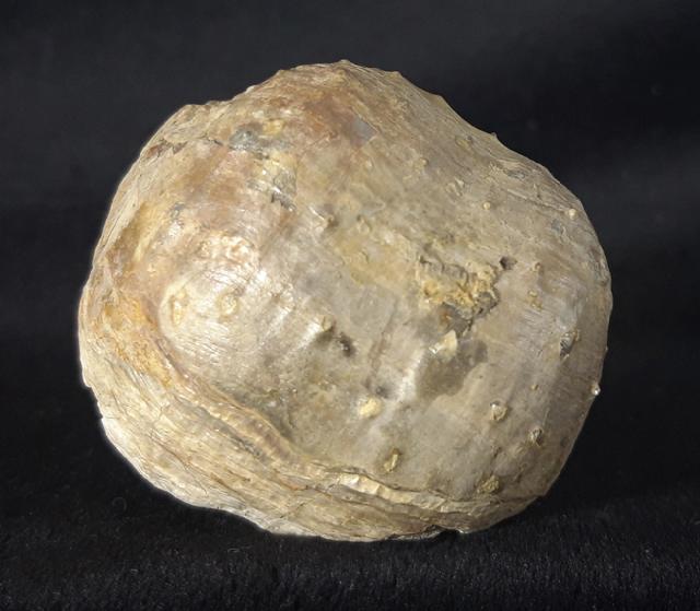 Araxilevis intermedius ABICH 1878 - Bild &copy; FossNet FossilienStore